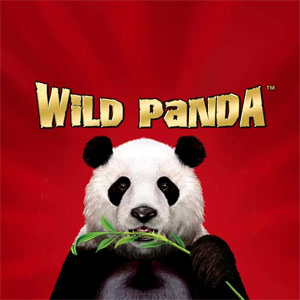 Wild Panda